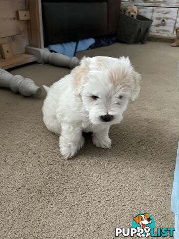 3 adorable Moddle puppies looking for their furever homes