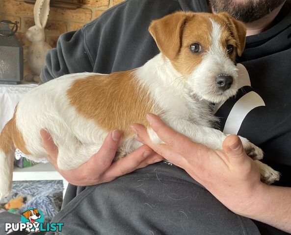 Pure bred Jack Russell puppies