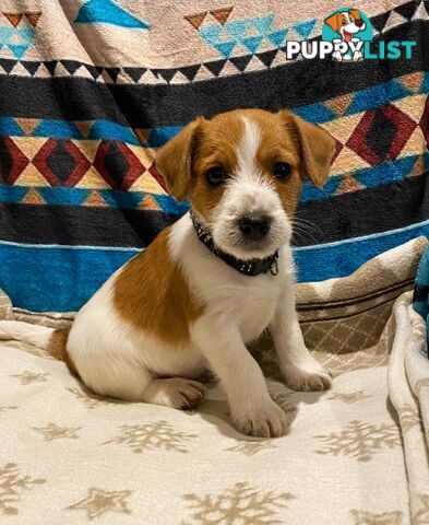 Pure bred Jack Russell pups