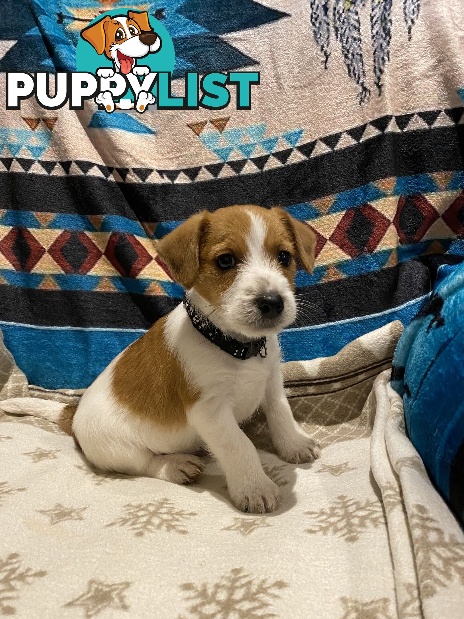 Pure bred Jack Russell pups