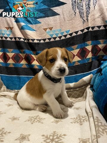 Pure bred Jack Russell pups