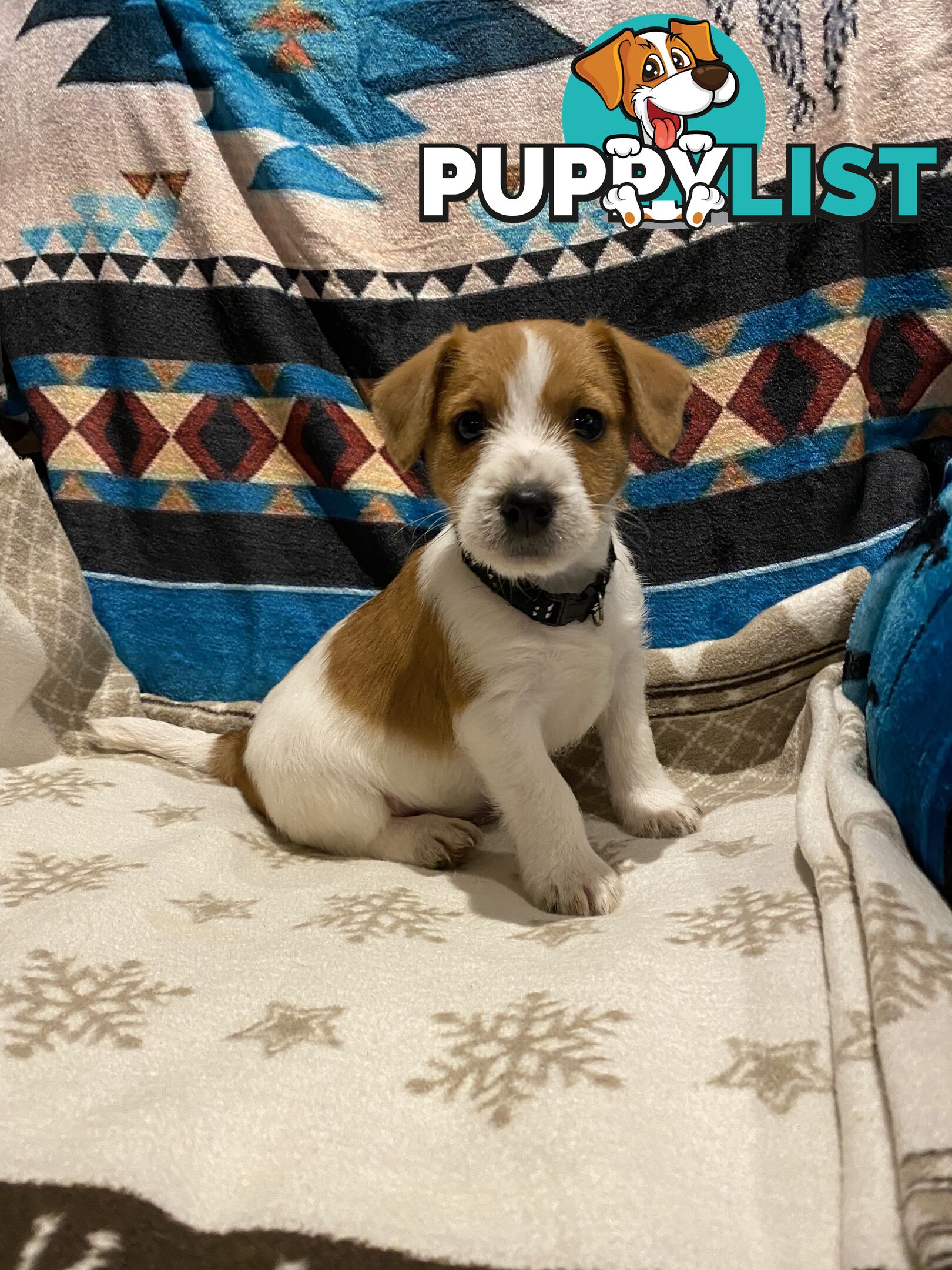 Pure bred Jack Russell pups