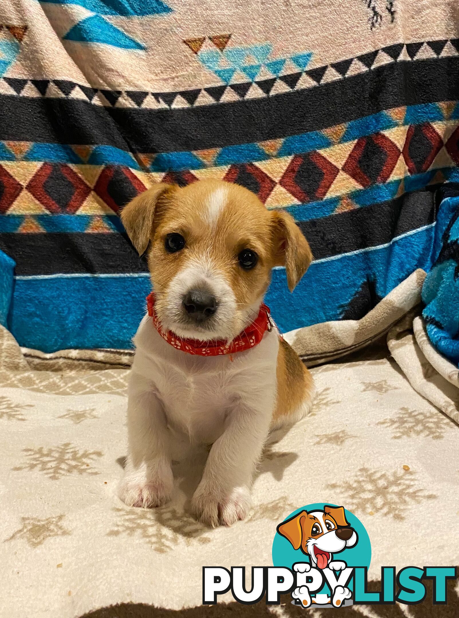 Pure bred Jack Russell pups