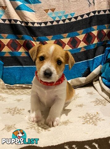 Pure bred Jack Russell pups