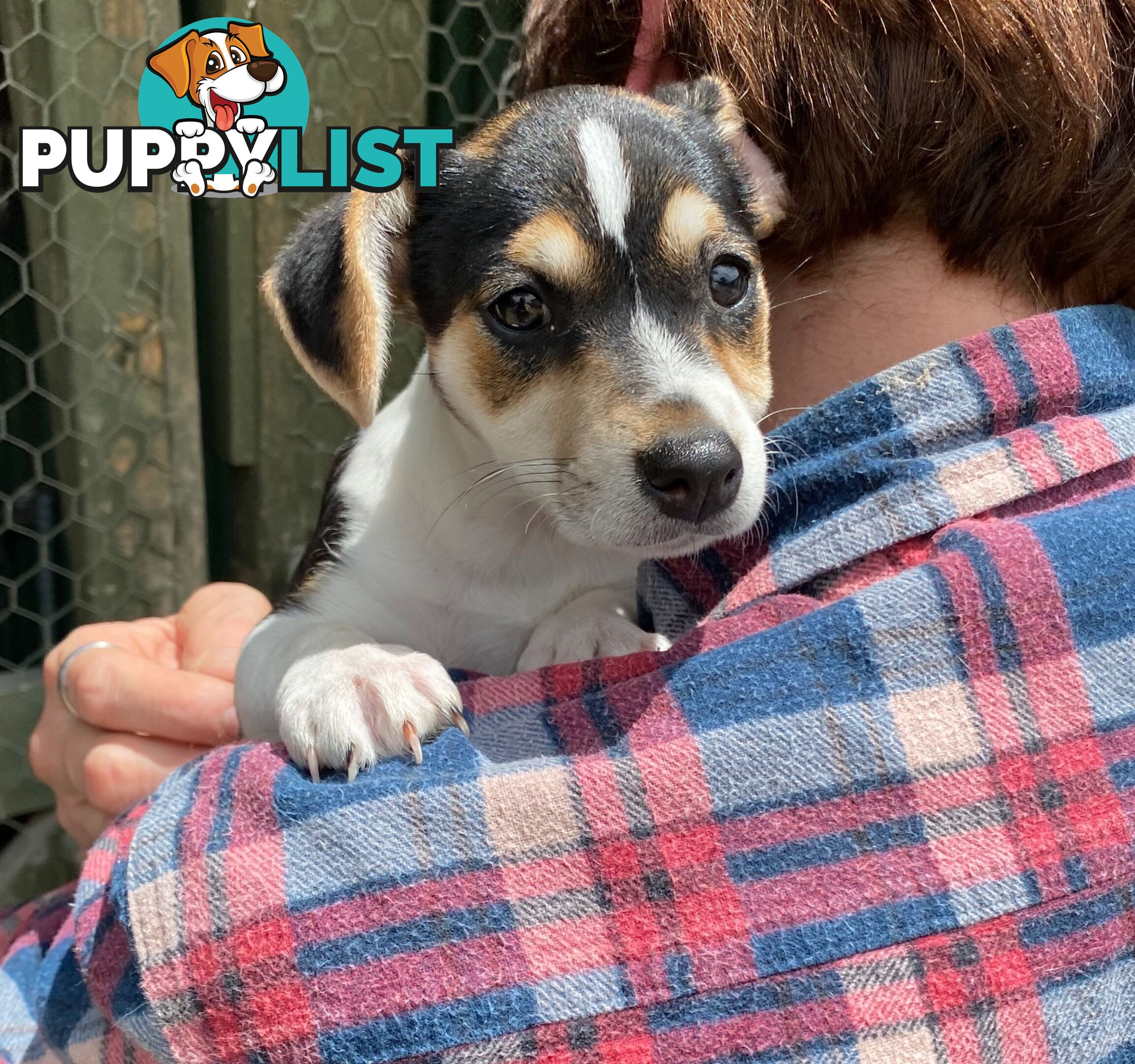 Pure bred Jack Russell pups