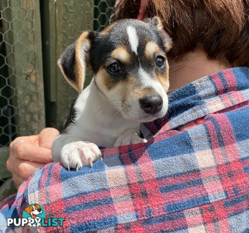 Pure bred Jack Russell pups