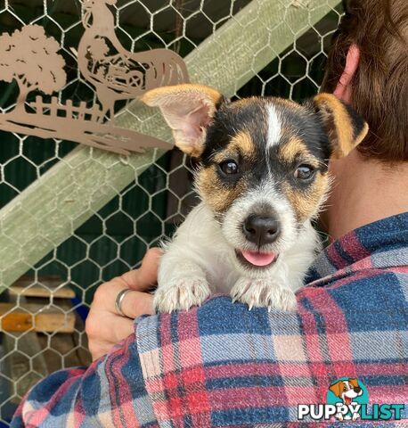 Pure bred Jack Russell pups