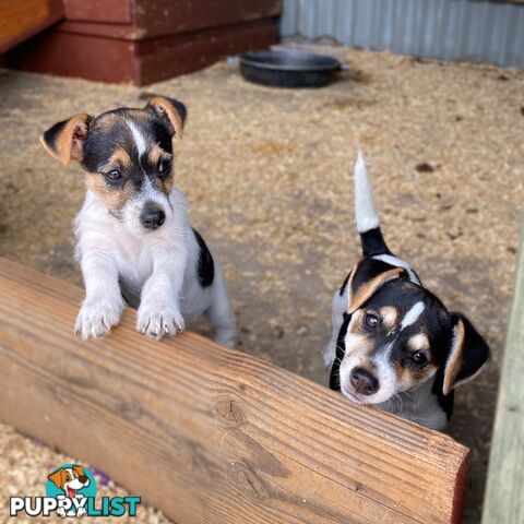 Pure bred Jack Russell pups