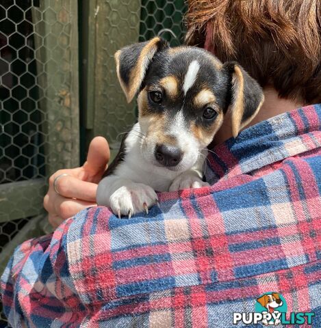 Pure bred Jack Russell pups