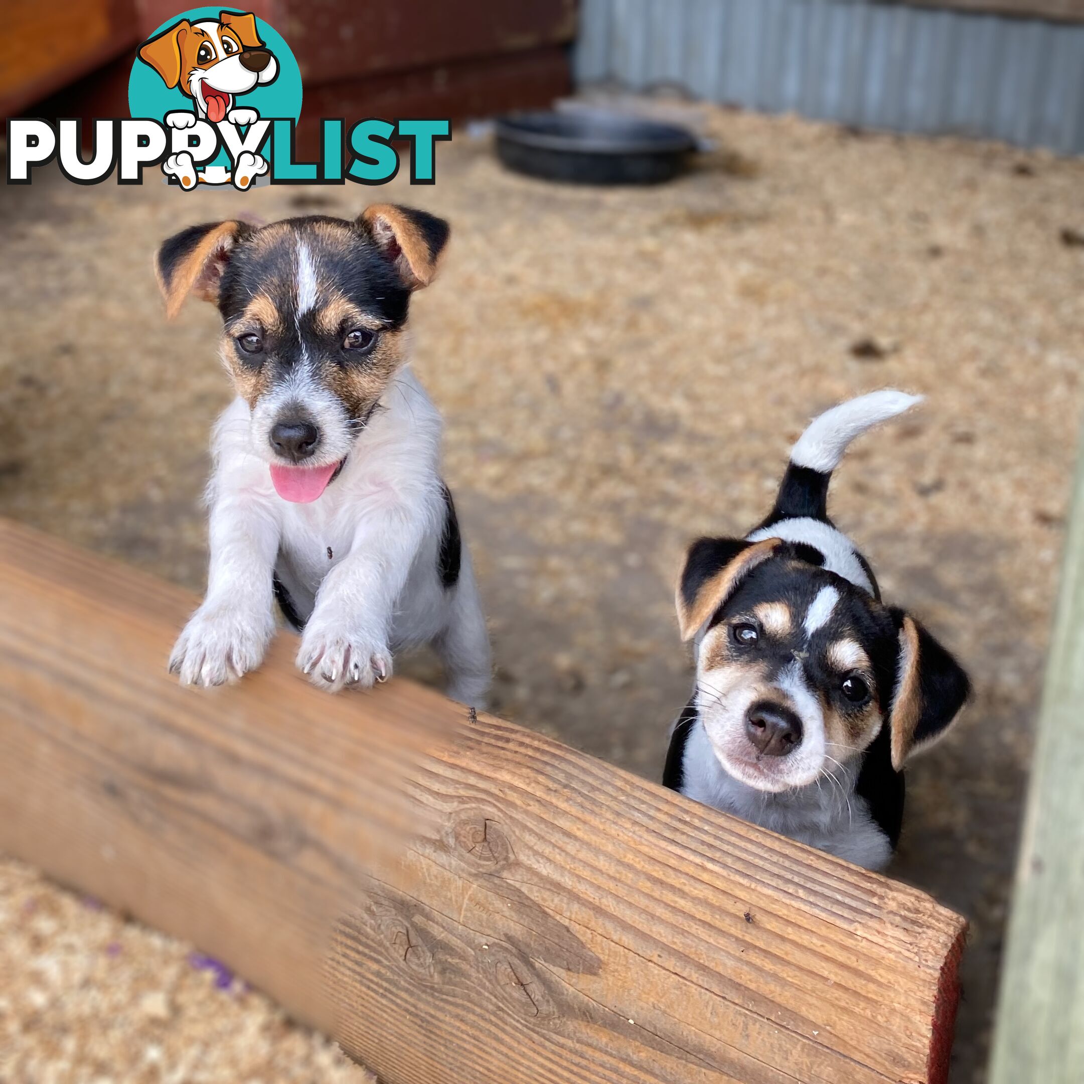 Pure bred Jack Russell pups