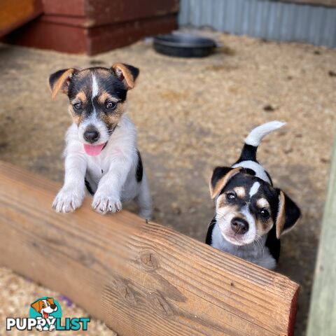 Pure bred Jack Russell pups