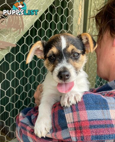 Pure bred Jack Russell pups