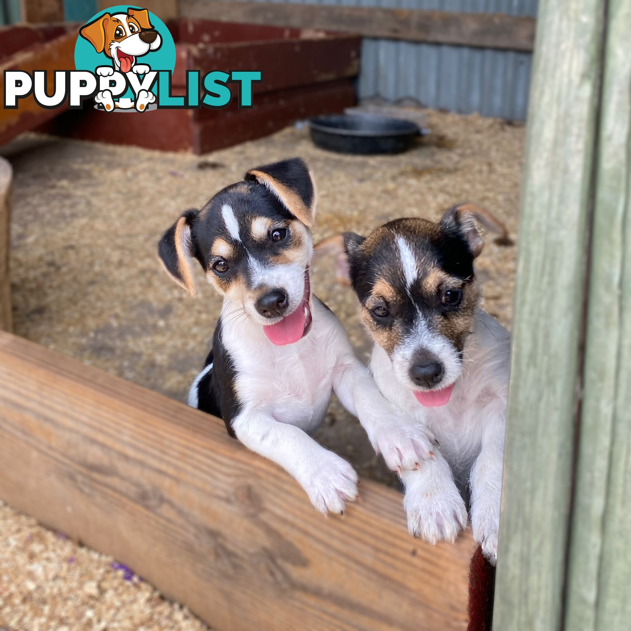 Pure bred Jack Russell pups