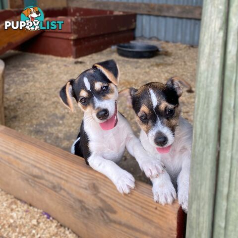 Pure bred Jack Russell pups