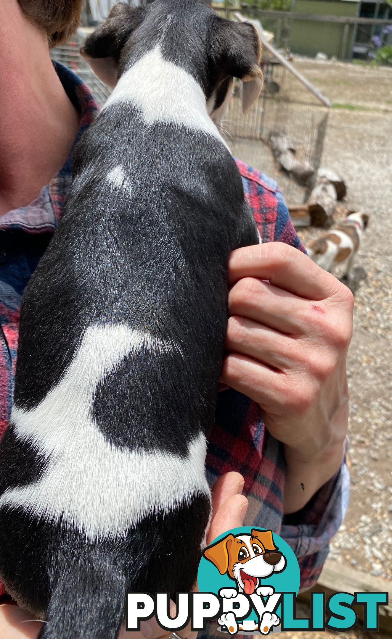 Pure bred Jack Russell pups