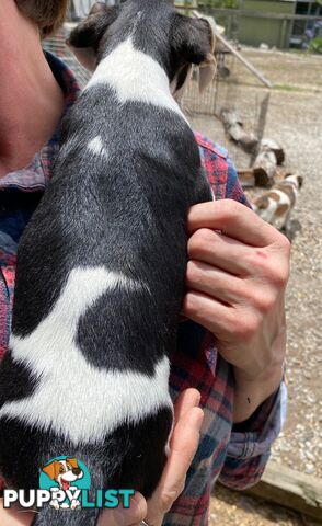 Pure bred Jack Russell pups