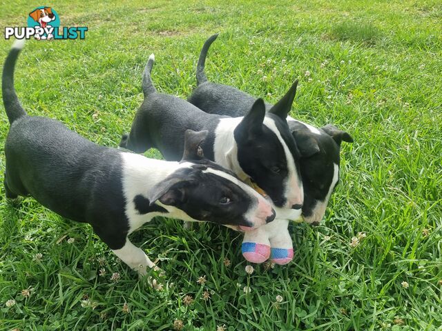 Bullterrier puppies