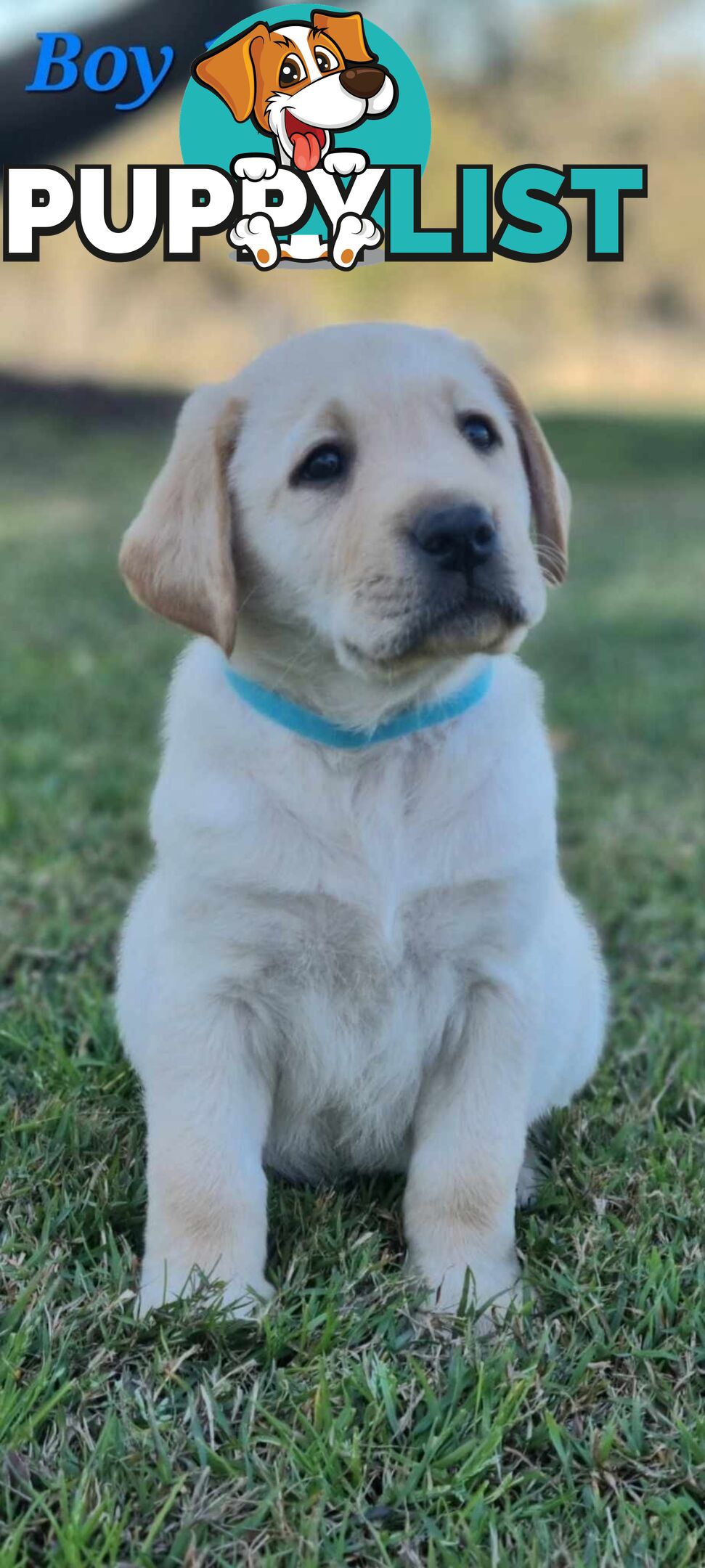 Pure Bred Labrador Puppies