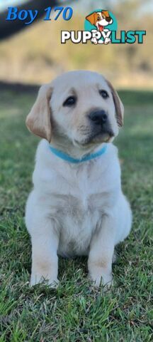 Pure Bred Labrador Puppies