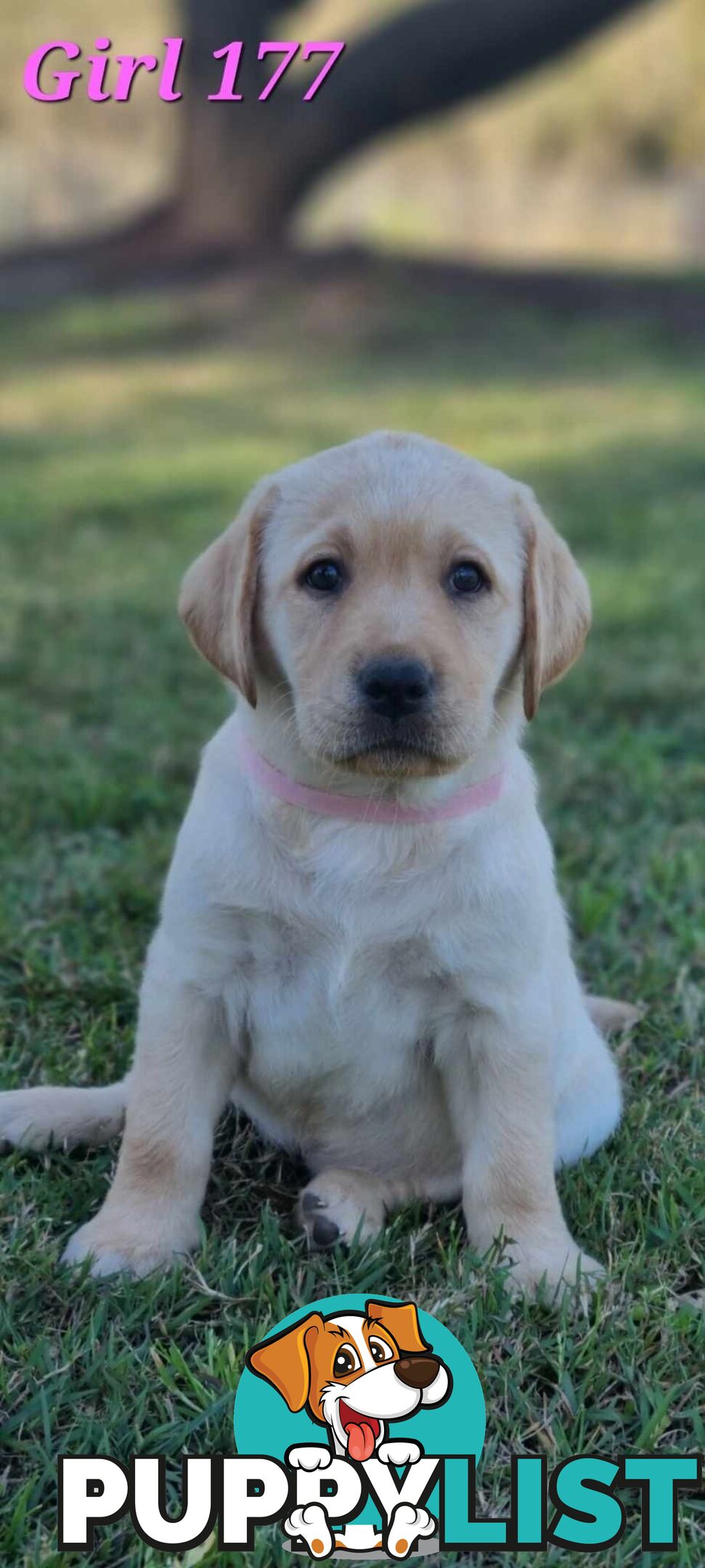 Pure Bred Labrador Puppies