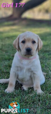 Pure Bred Labrador Puppies