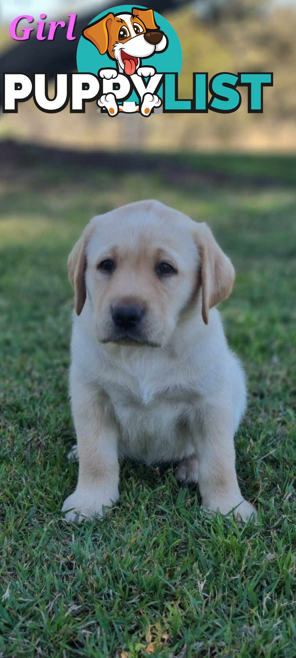 Pure Bred Labrador Puppies