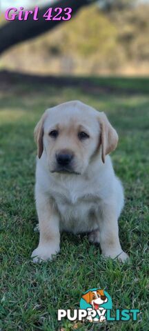 Pure Bred Labrador Puppies