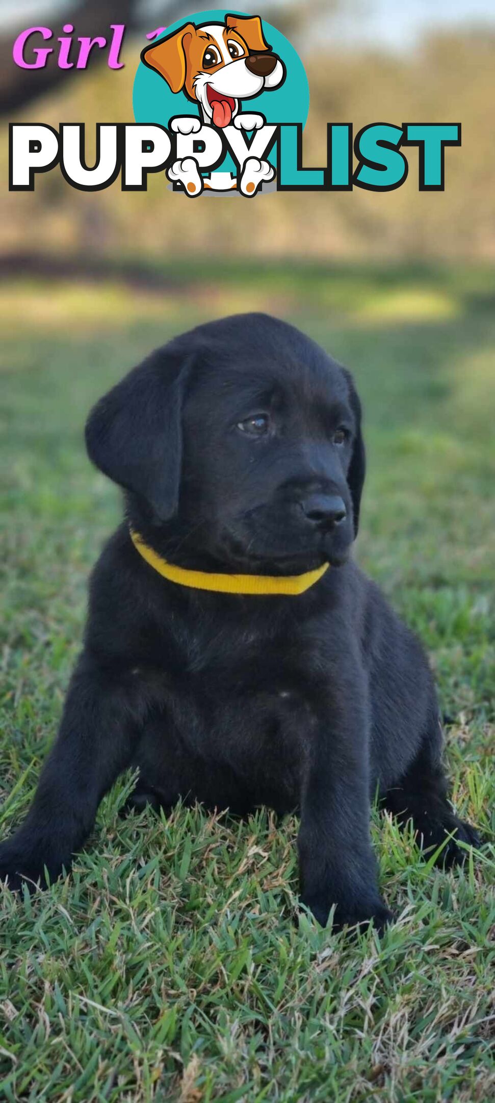 Pure Bred Labrador Puppies