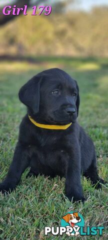 Pure Bred Labrador Puppies