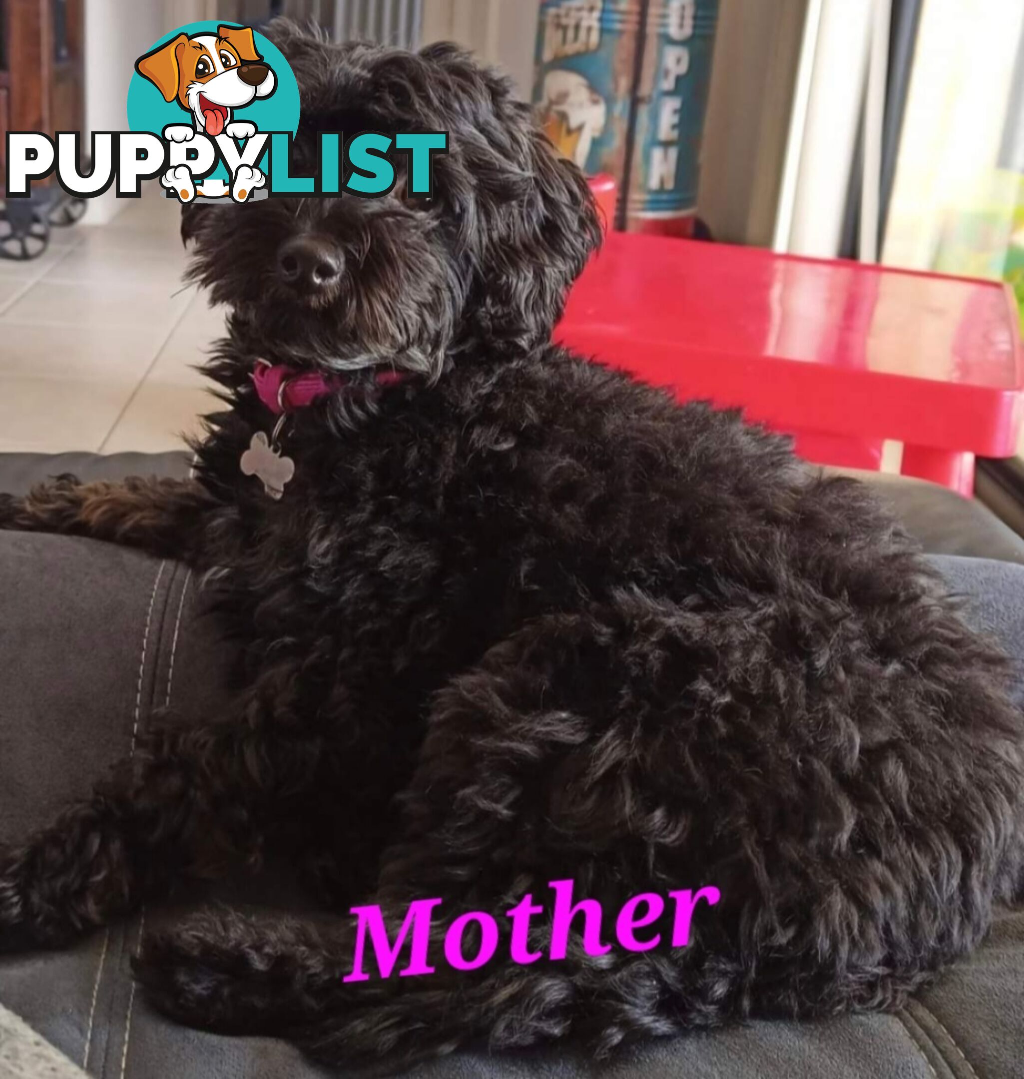 Toy Poodle X Puppies - Avaible Now