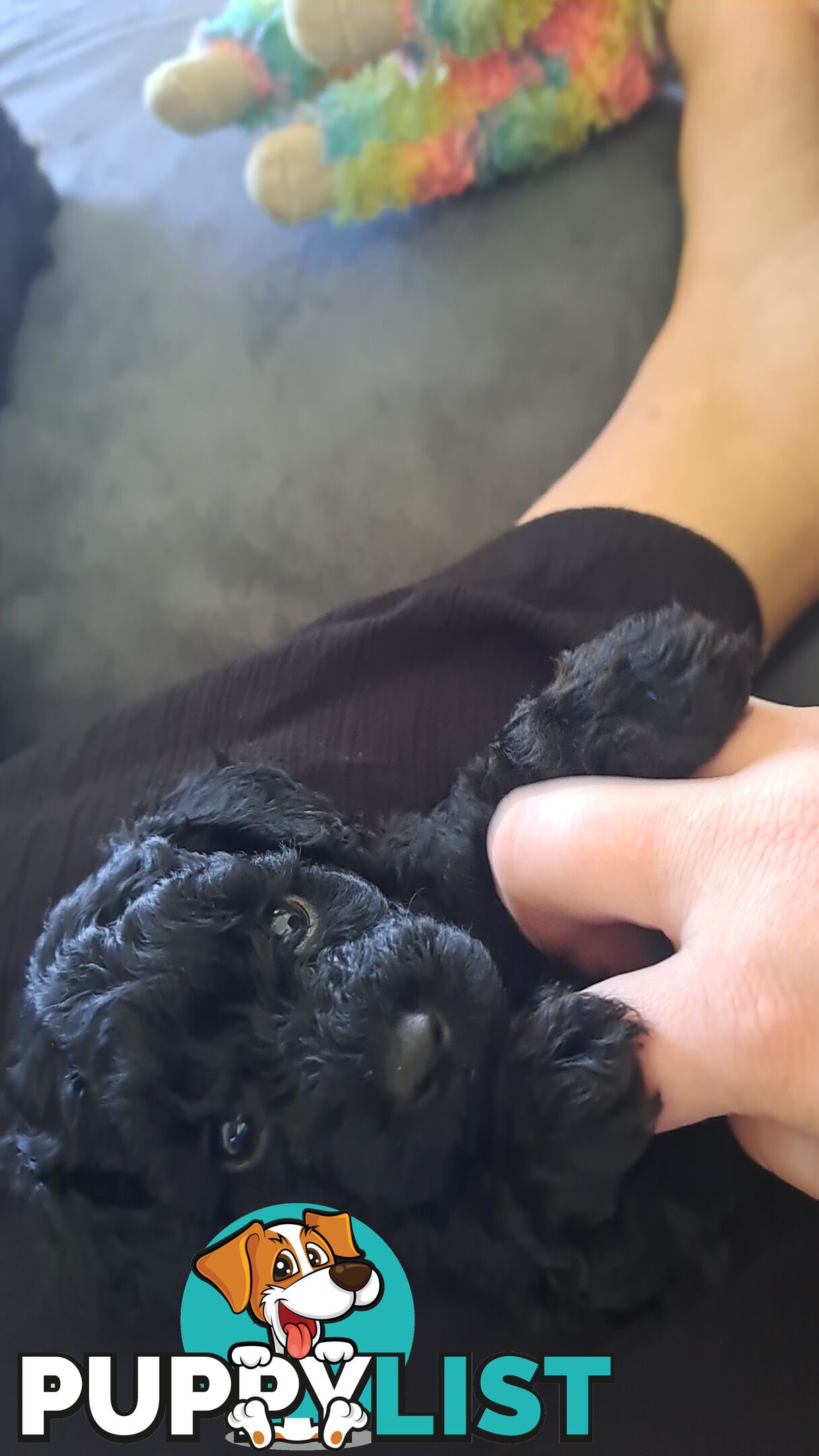 Toy Poodle X Puppies - Avaible Now