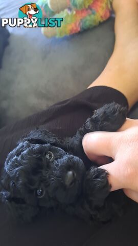 Toy Poodle X Puppies - Avaible Now