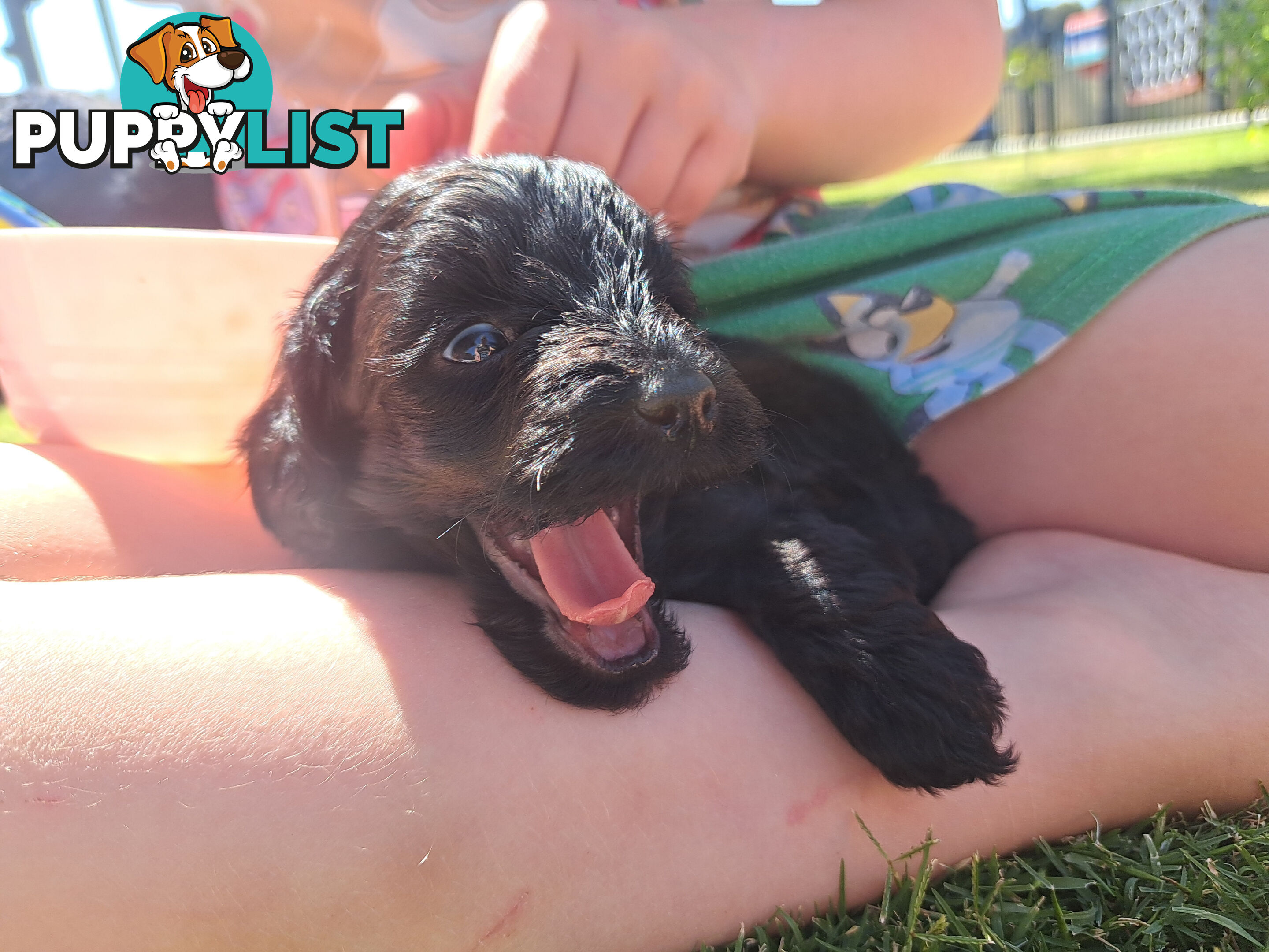 Toy Poodle X Puppies - Avaible Now