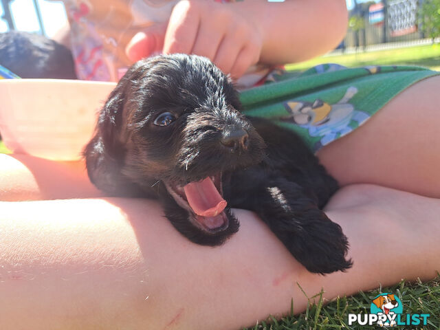 Toy Poodle X Puppies - Avaible Now