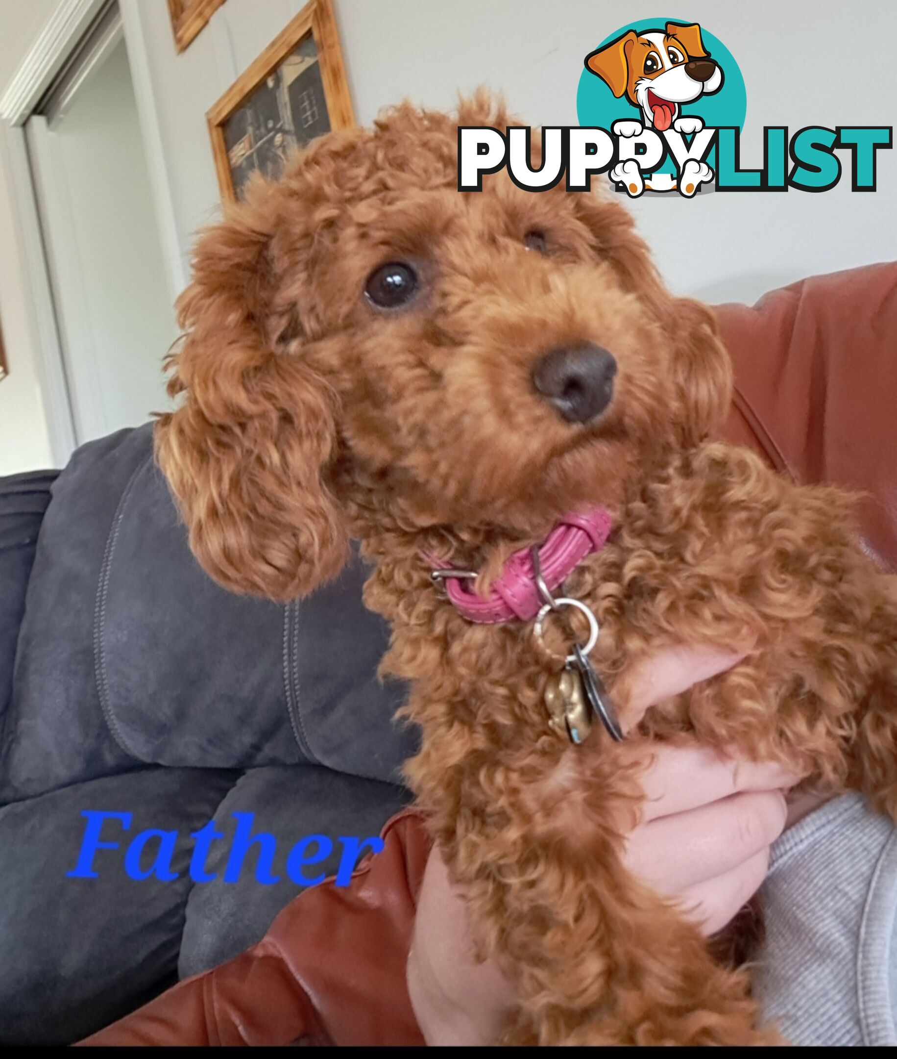 Toy Poodle X Puppies - Avaible Now