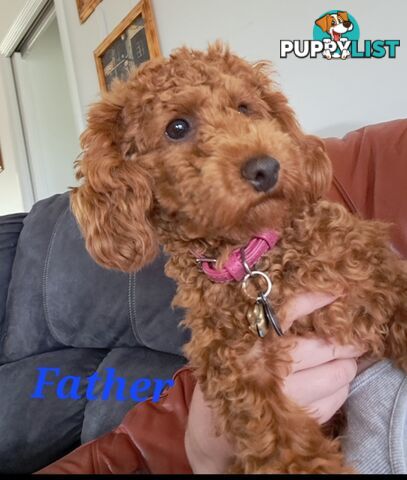 Toy Poodle X Puppies - Avaible Now