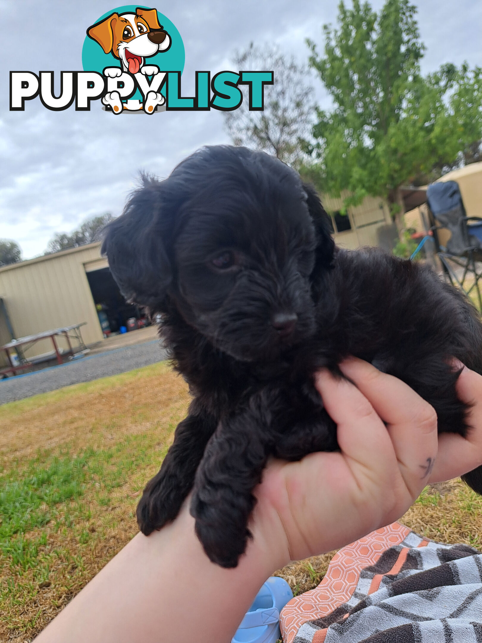 Toy Poodle X Puppies - Avaible Now