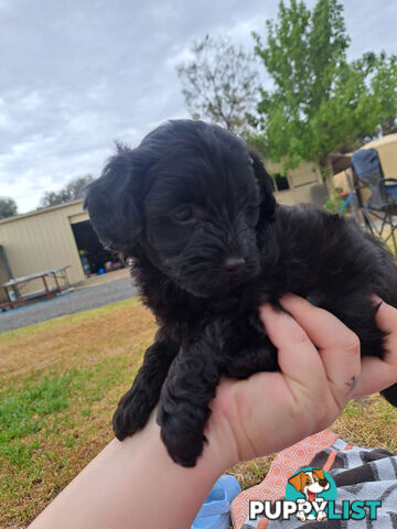 Toy Poodle X Puppies - Avaible Now