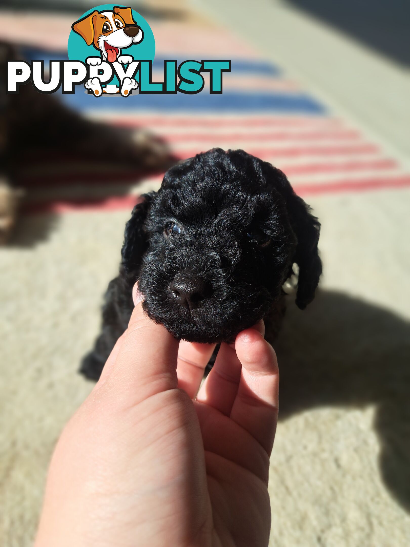 Toy Poodle X Puppies - Avaible Now