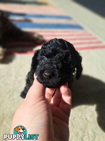 Toy Poodle X Puppies - Avaible Now