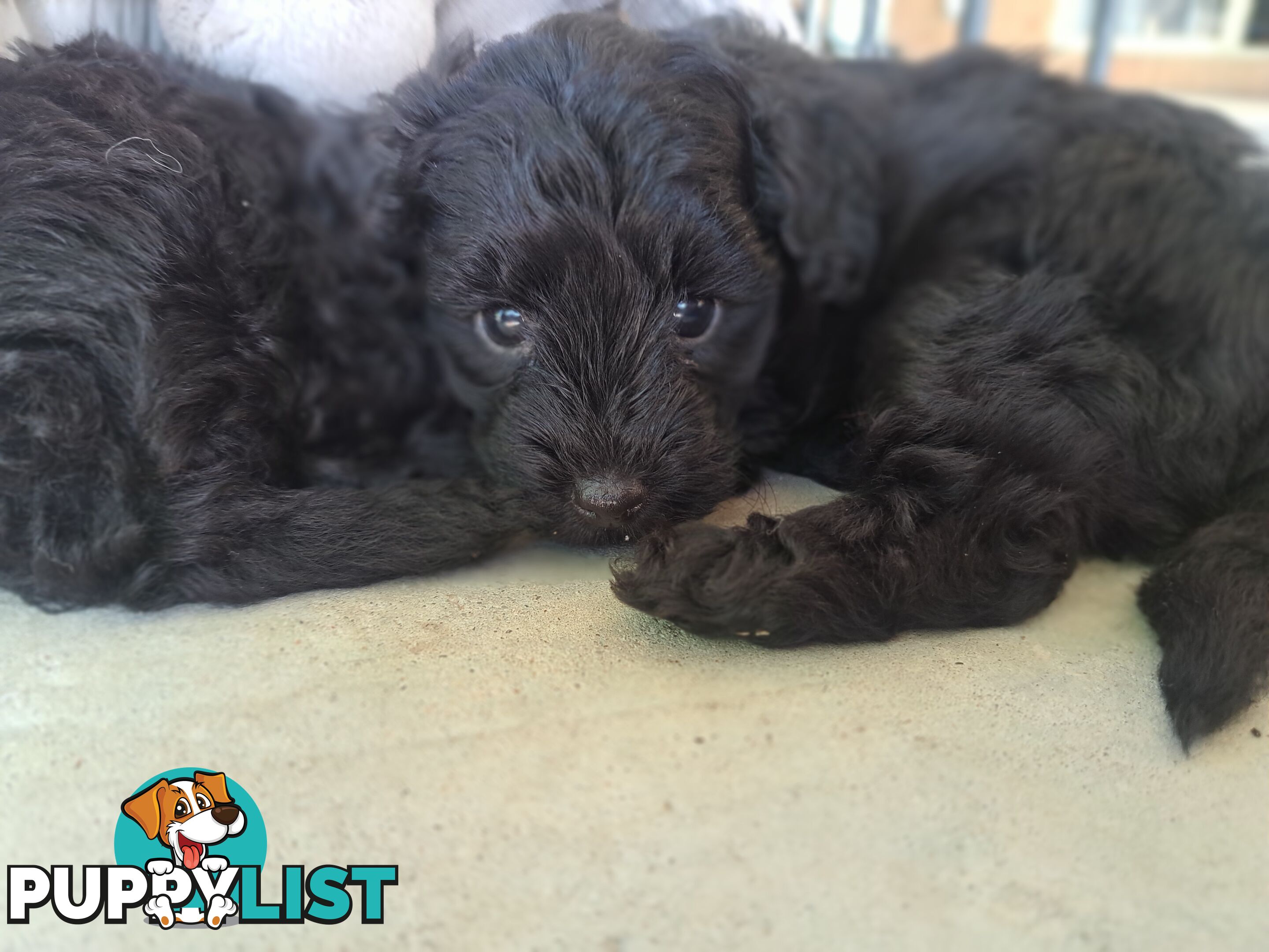 Toy Poodle X Puppies - Avaible Now