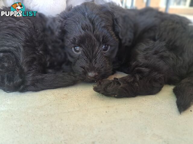 Toy Poodle X Puppies - Avaible Now