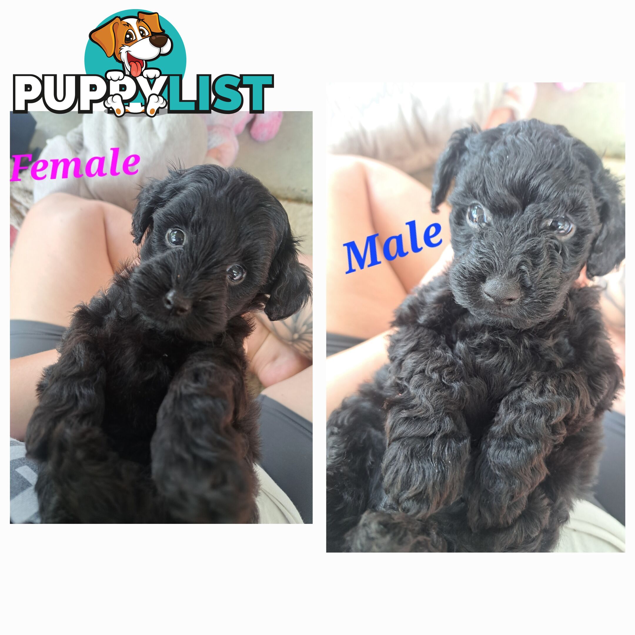 Toy Poodle X Puppies - Avaible Now