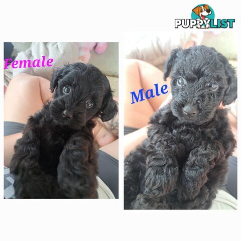 Toy Poodle X Puppies - Avaible Now