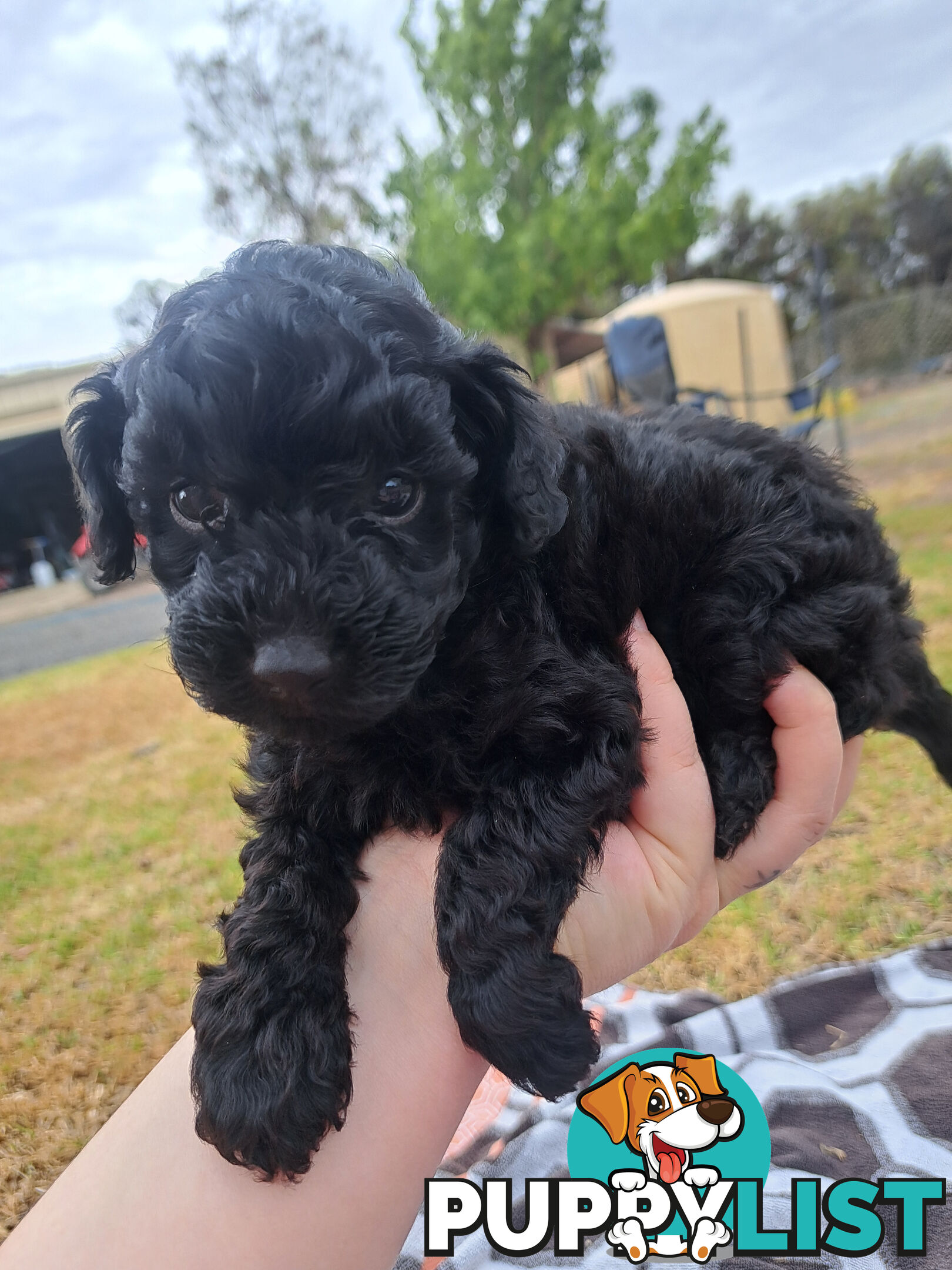 Toy Poodle X Puppies - Avaible Now