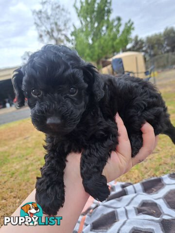 Toy Poodle X Puppies - Avaible Now