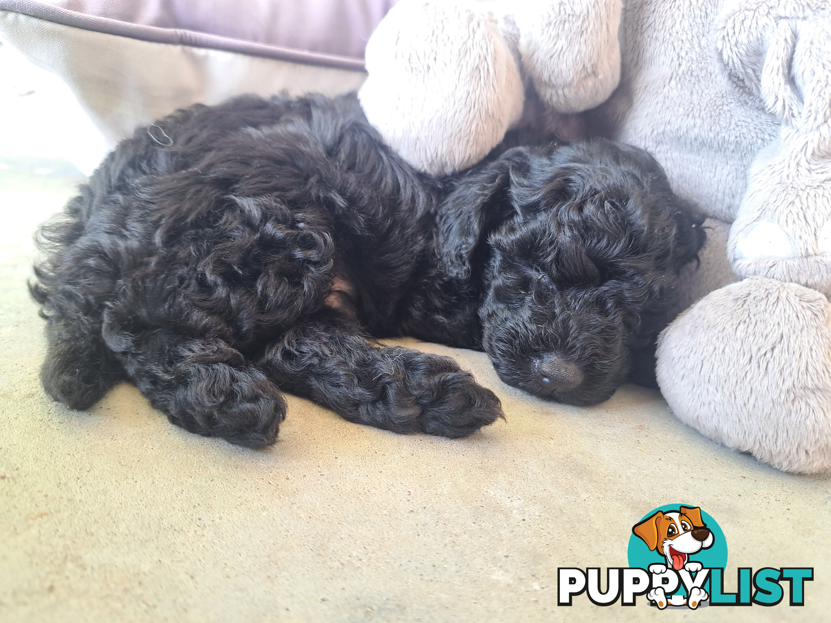 Toy Poodle X Puppies - Avaible Now