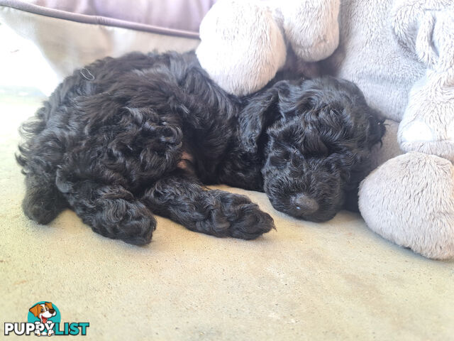 Toy Poodle X Puppies - Avaible Now