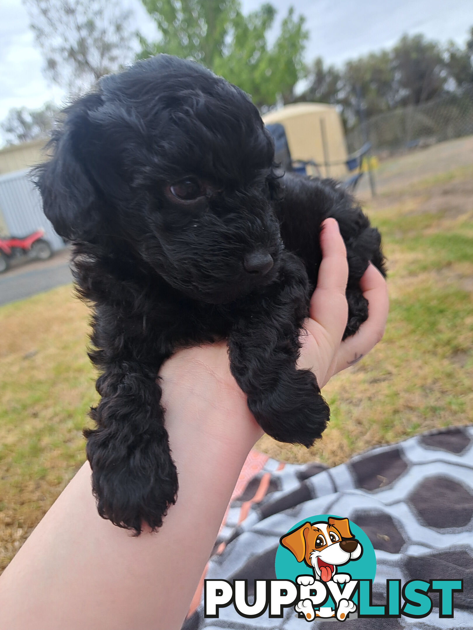 Toy Poodle X Puppies - Avaible Now