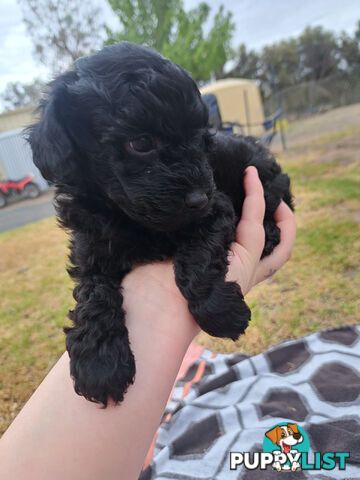 Toy Poodle X Puppies - Avaible Now